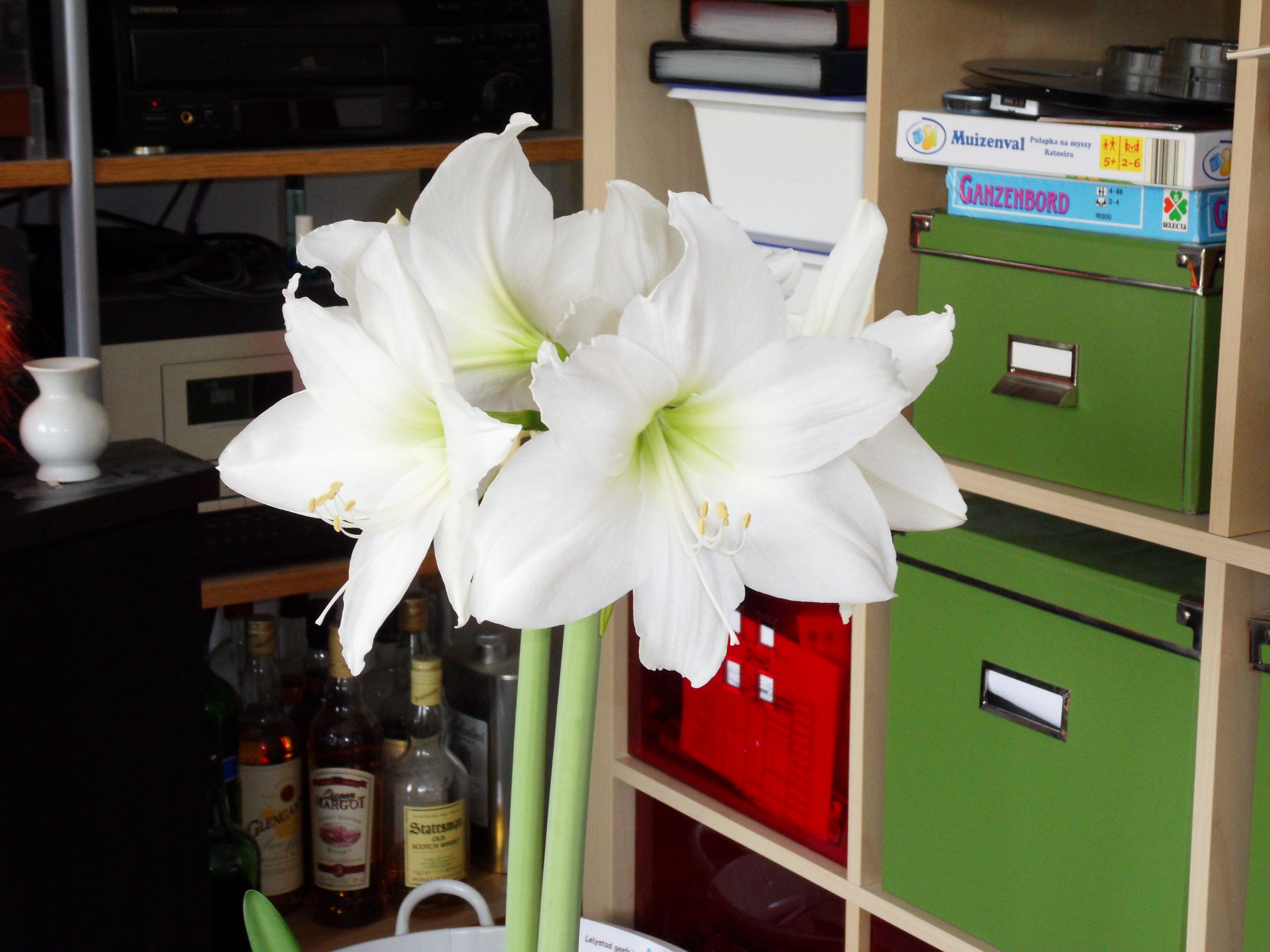 De Amaryllis 13-04-2011 - 2e jaar in bloei