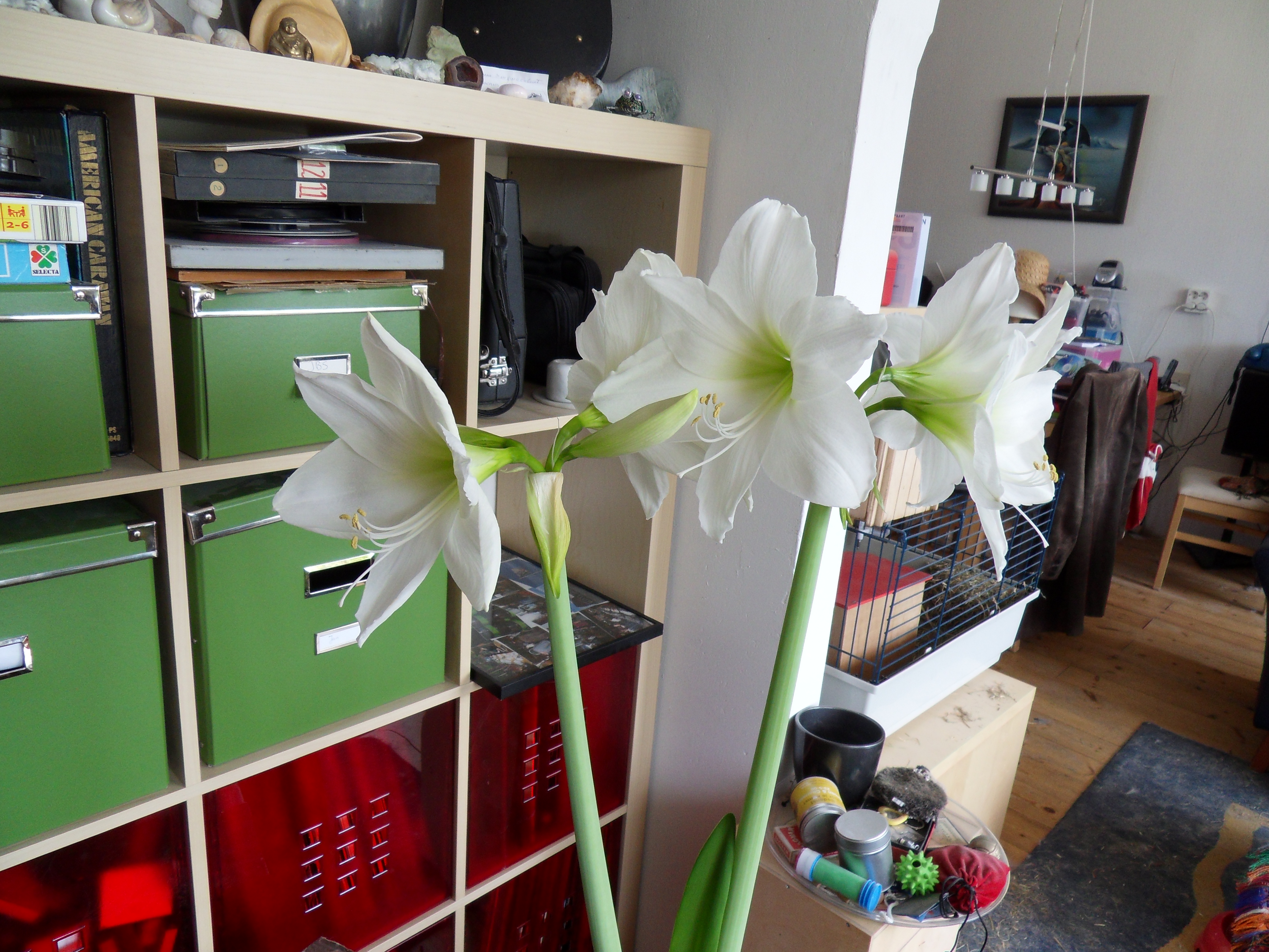 De Amaryllis 13-04-2011 - 2e jaar in bloei