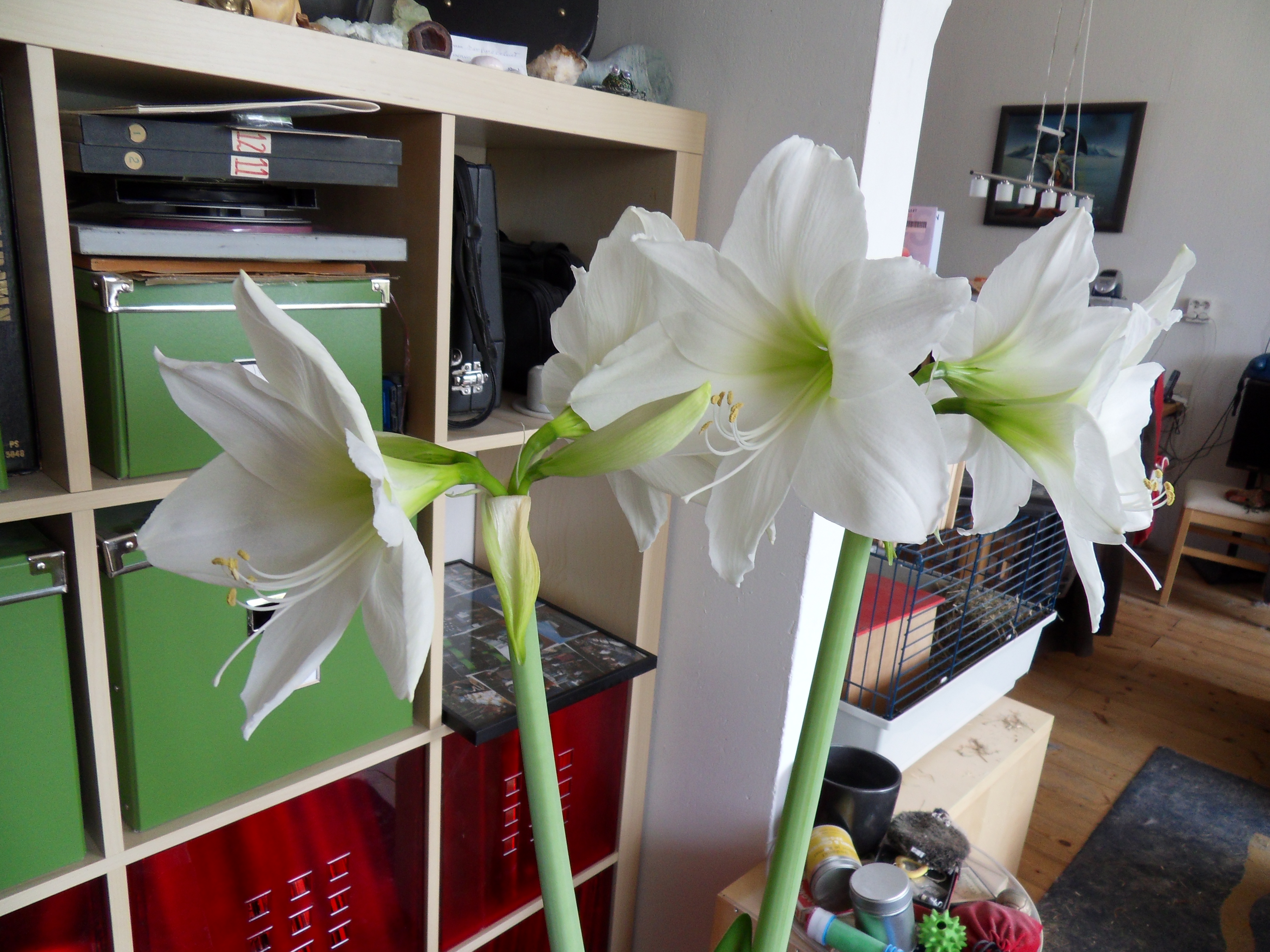 De Amaryllis 13-04-2011 - 2e jaar in bloei