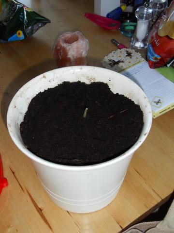 Stokje gember met uitloper in pot