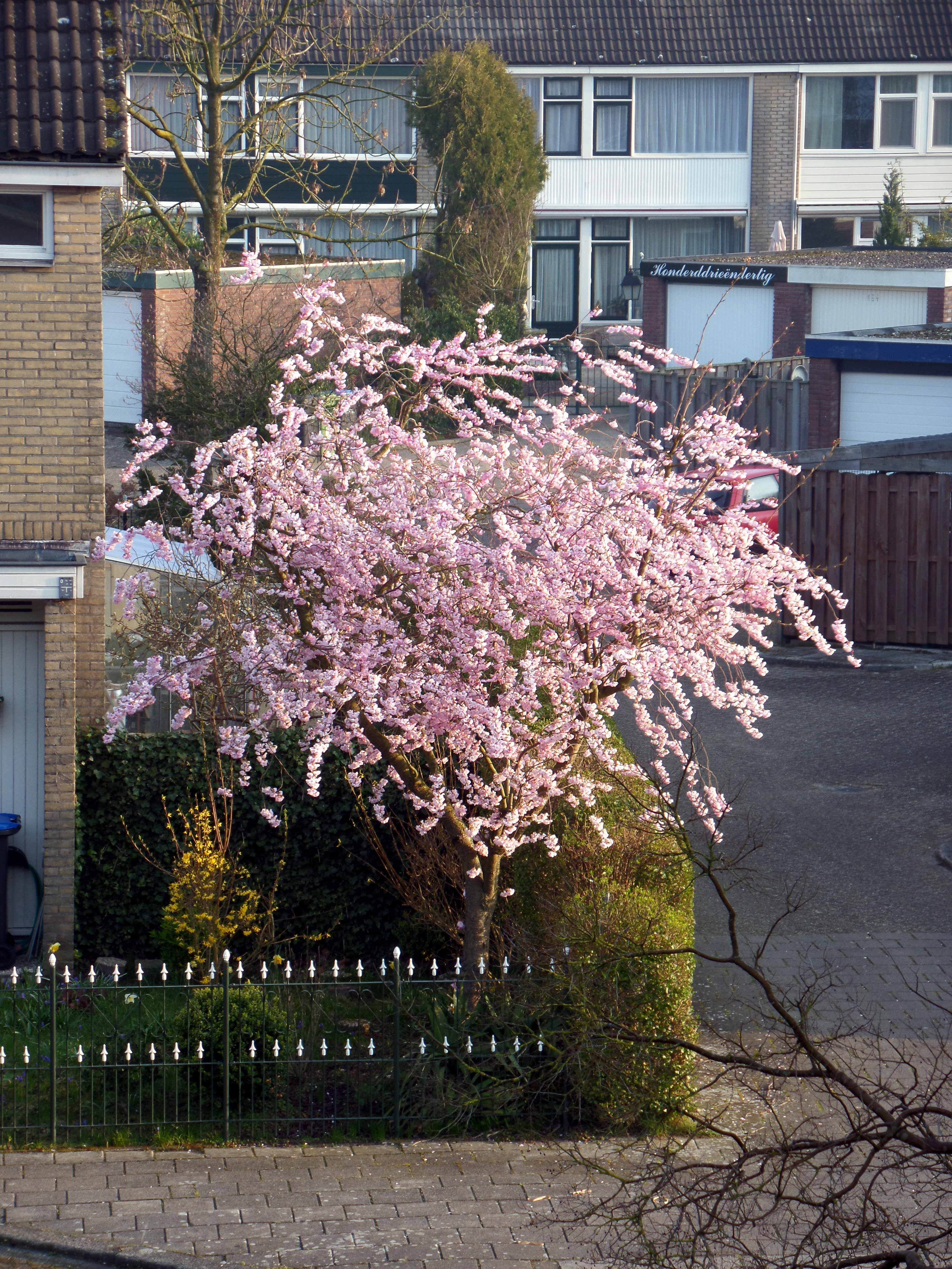 Image Planten/Overbuurboom-2016-04-09.000.jpg