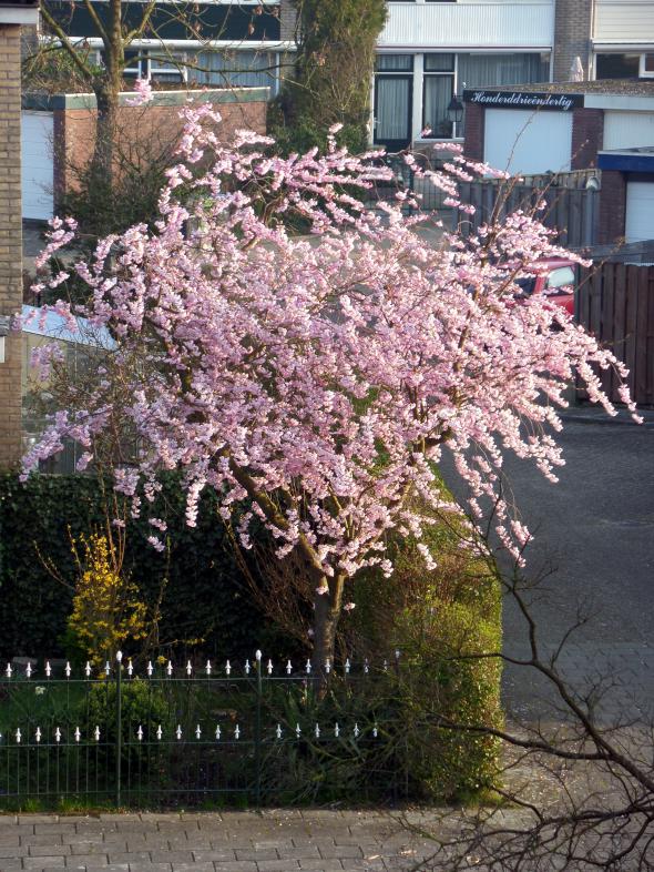 Image Planten/Overbuurboom-2016-04-09.001.jpg