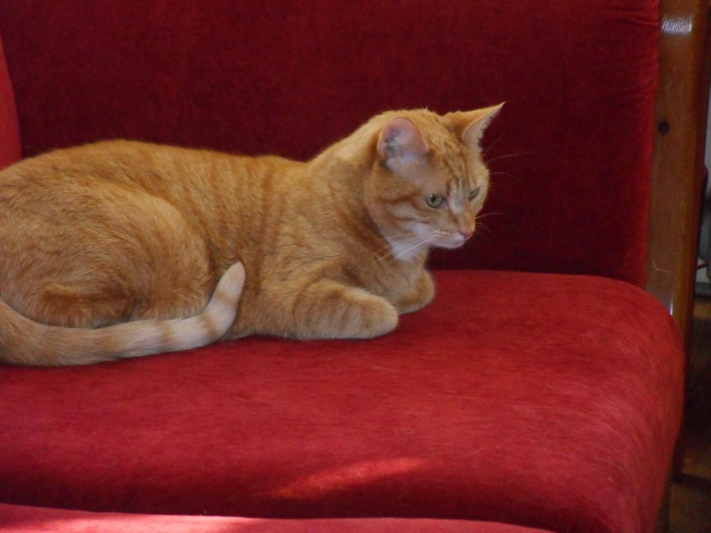 Image Woonkamer/Woonkamer-2013-03-26.008.jpg