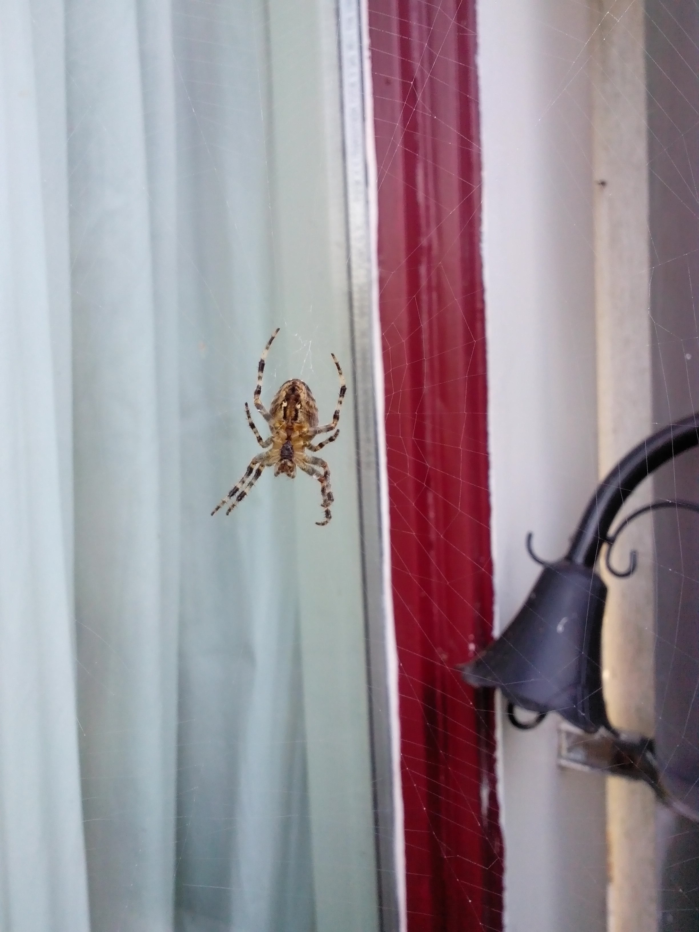 Image dieren/Spin-2014-09-17.003.jpg