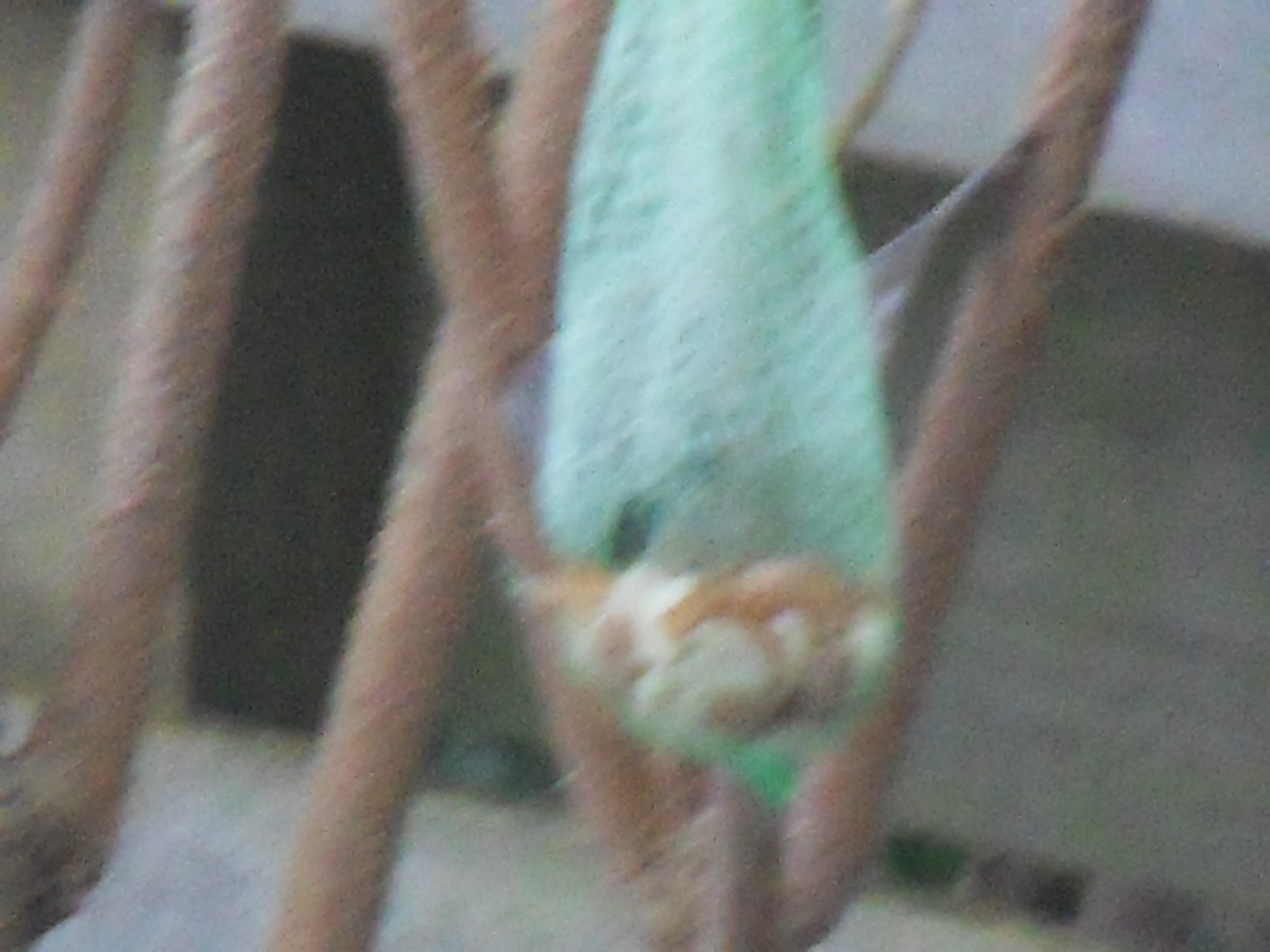 Image dieren/Tuinvogels-12-10-2010.005.jpg