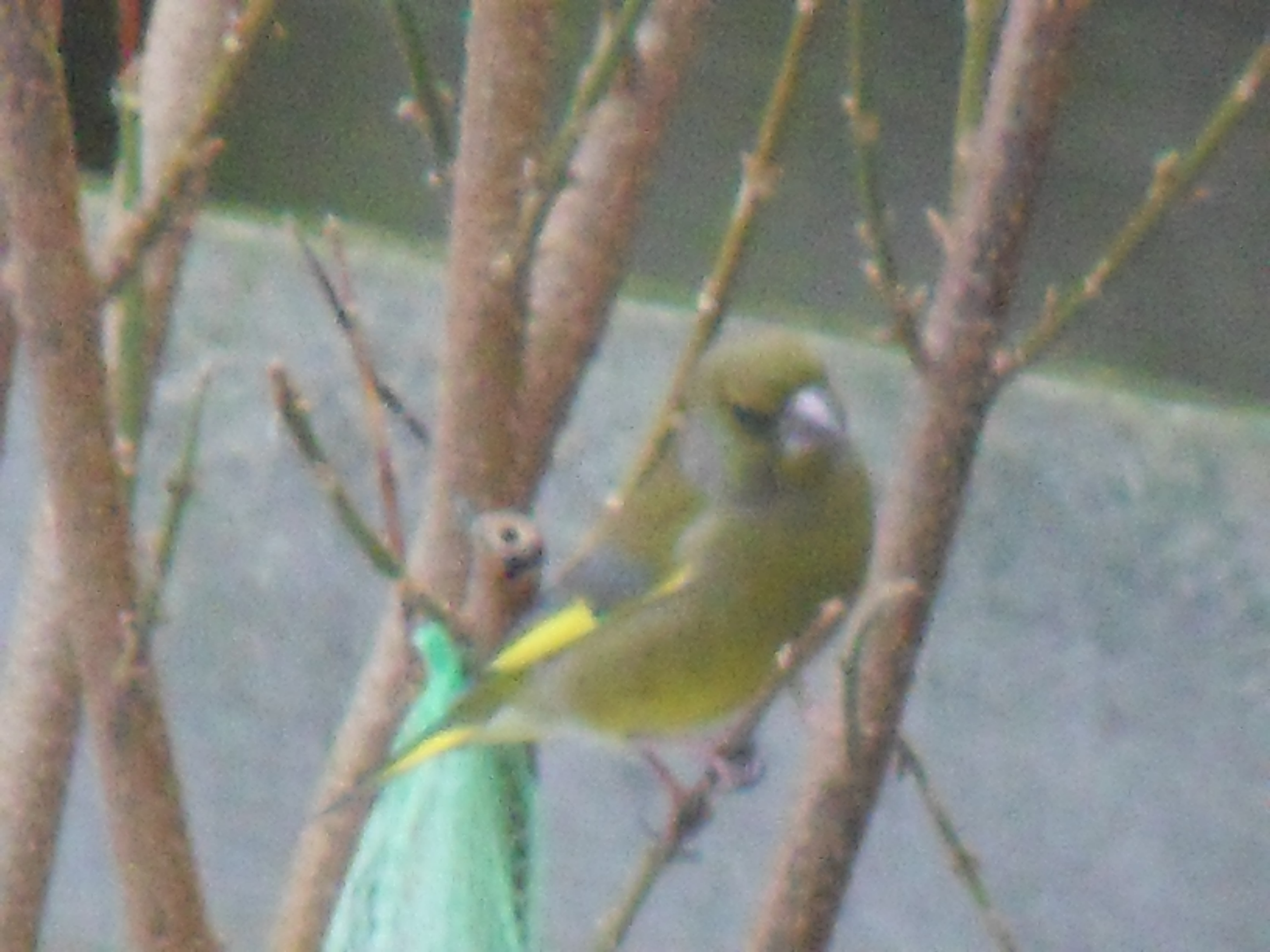 Image dieren/Tuinvogels-12-10-2010.016.jpg