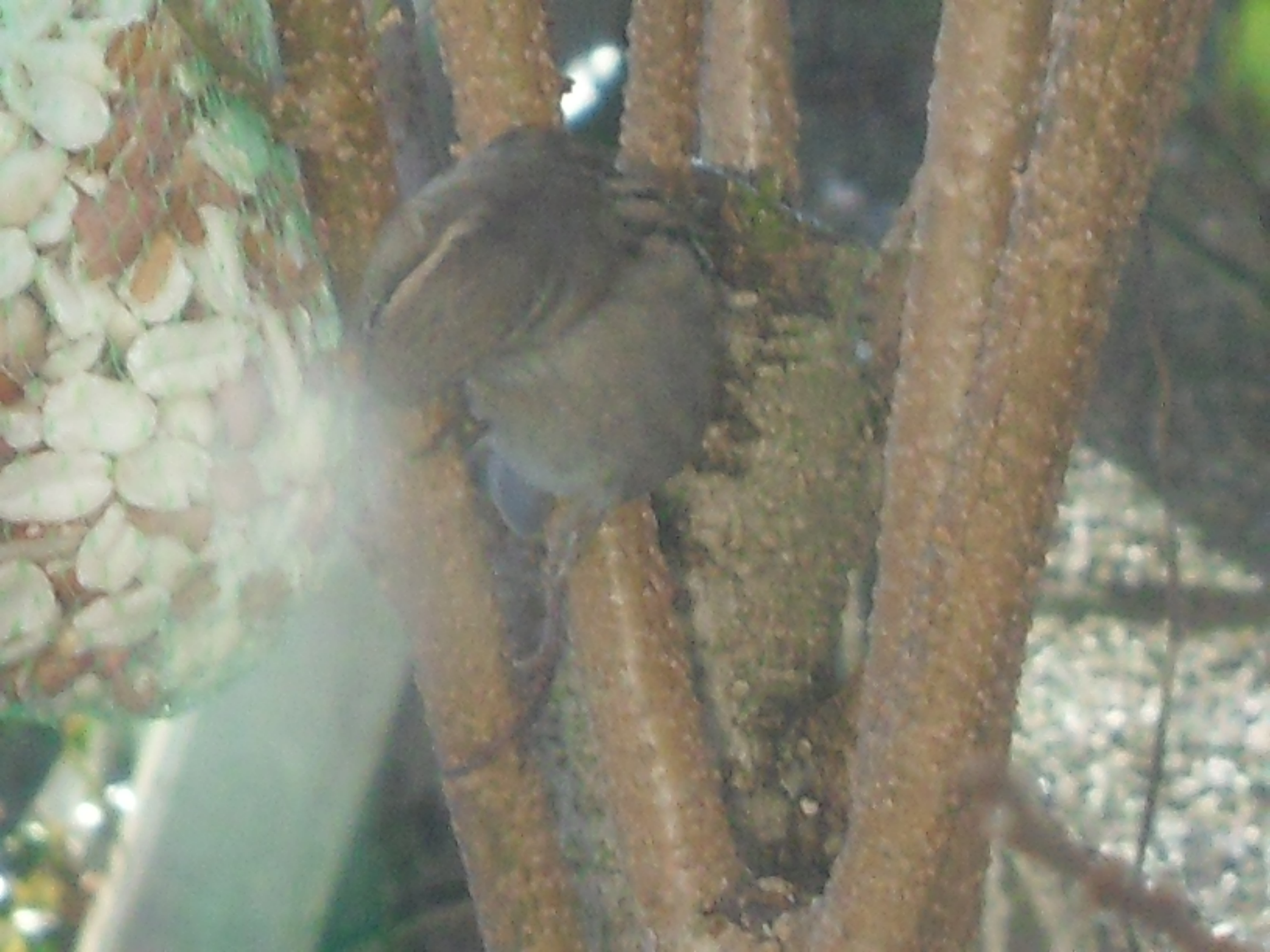 Image dieren/Tuinvogels-12-10-2010.026.jpg