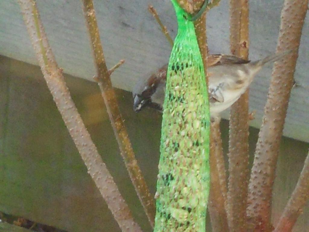 Image dieren/Tuinvogels-12-10-2010.032.jpg