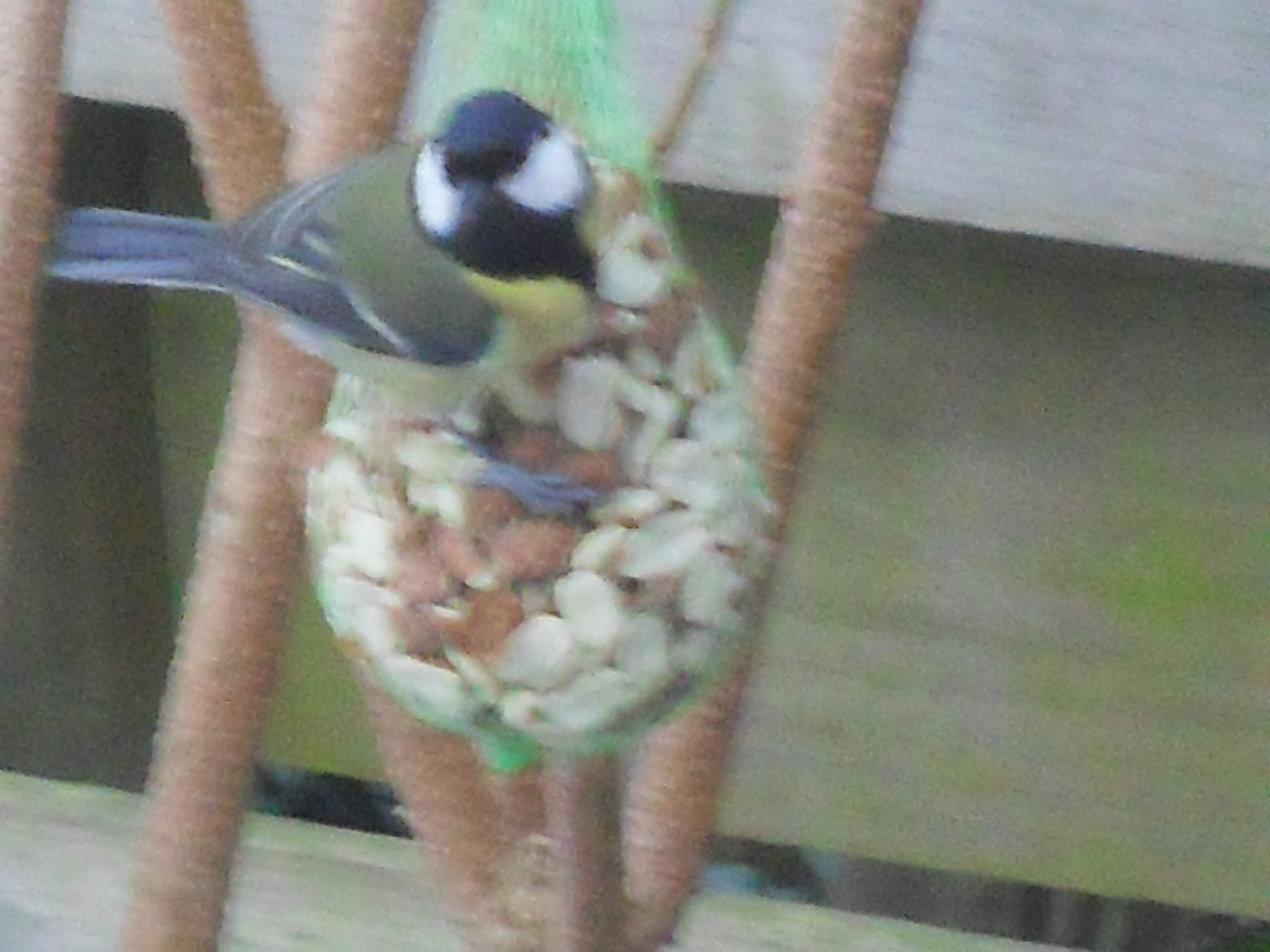 Image dieren/Tuinvogels-12-10-2010.039.jpg