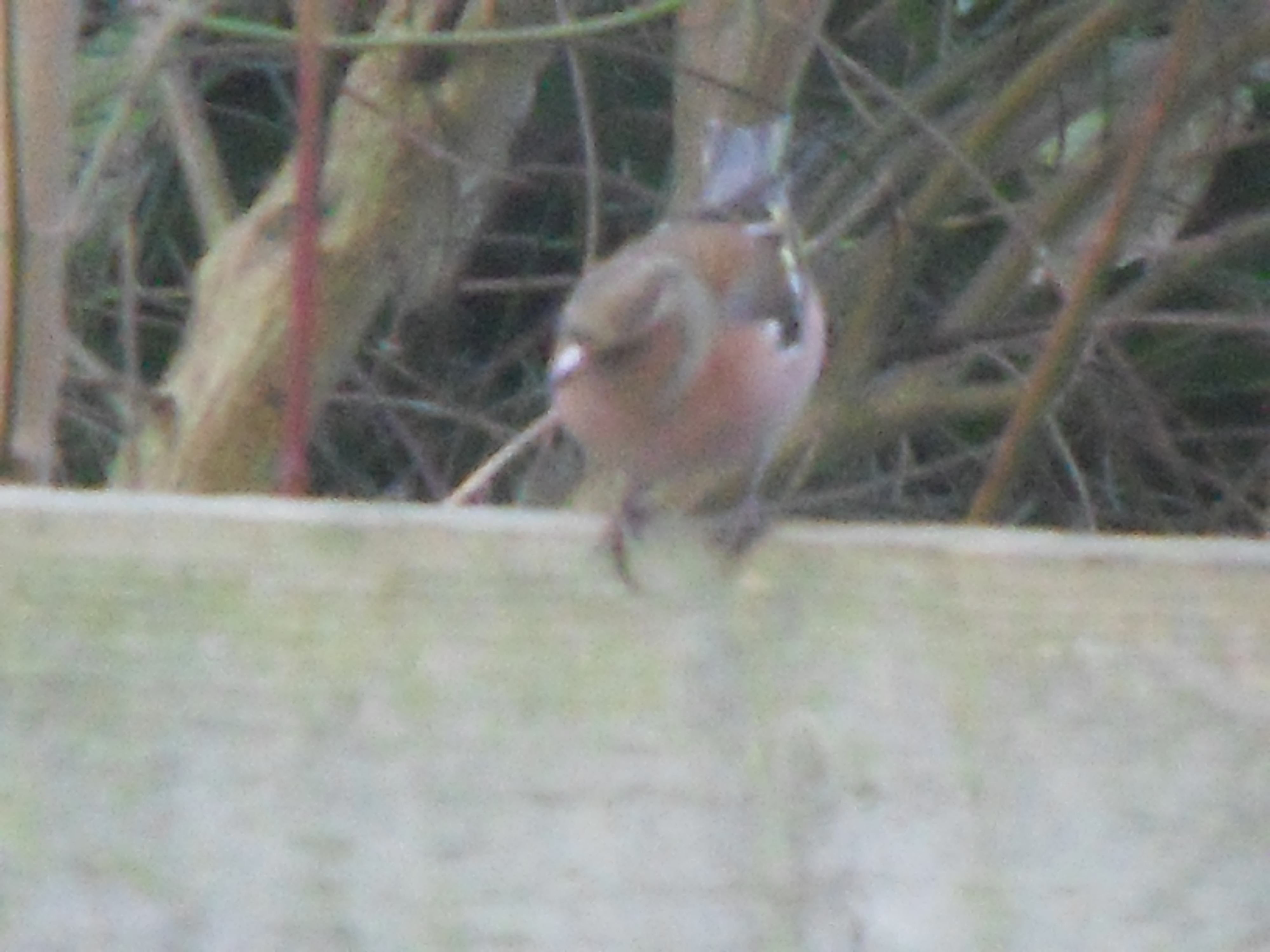 Image dieren/Tuinvogels-12-10-2010.042.jpg