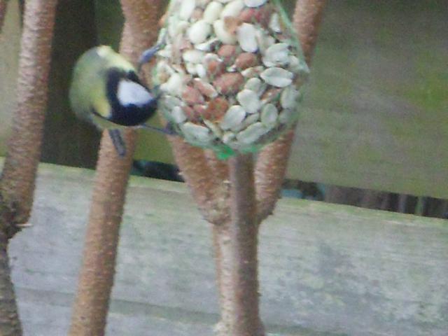 Image dieren/Tuinvogels-12-10-2010.050.jpg