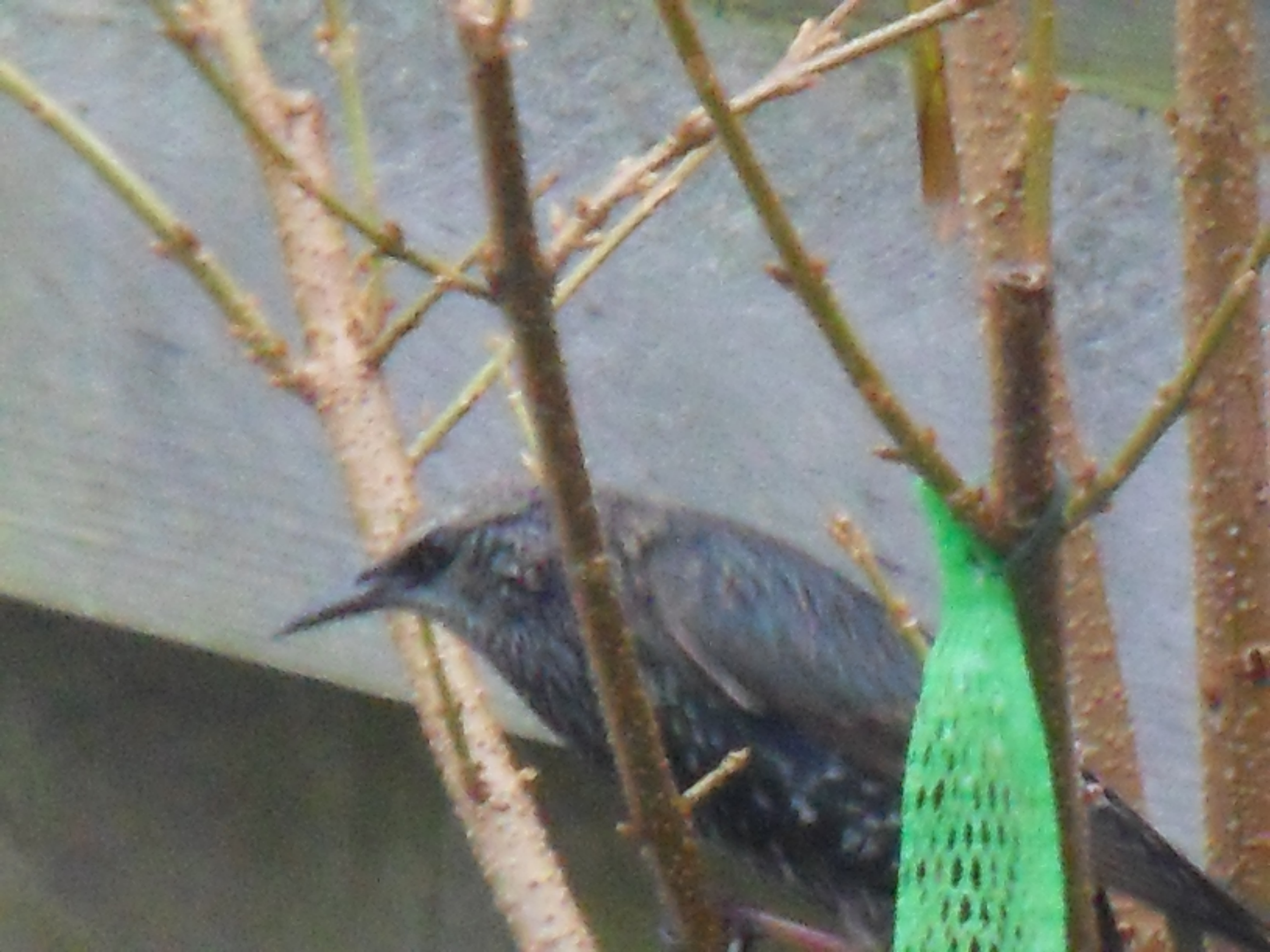 Image dieren/Tuinvogels-12-10-2010.060.jpg