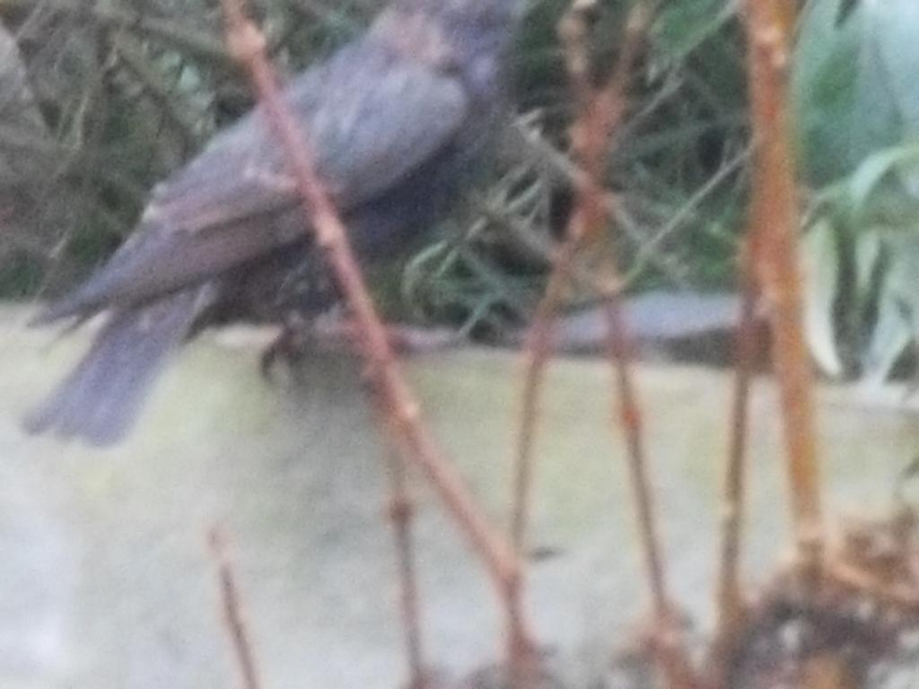 Image dieren/Tuinvogels-12-10-2010.061.jpg