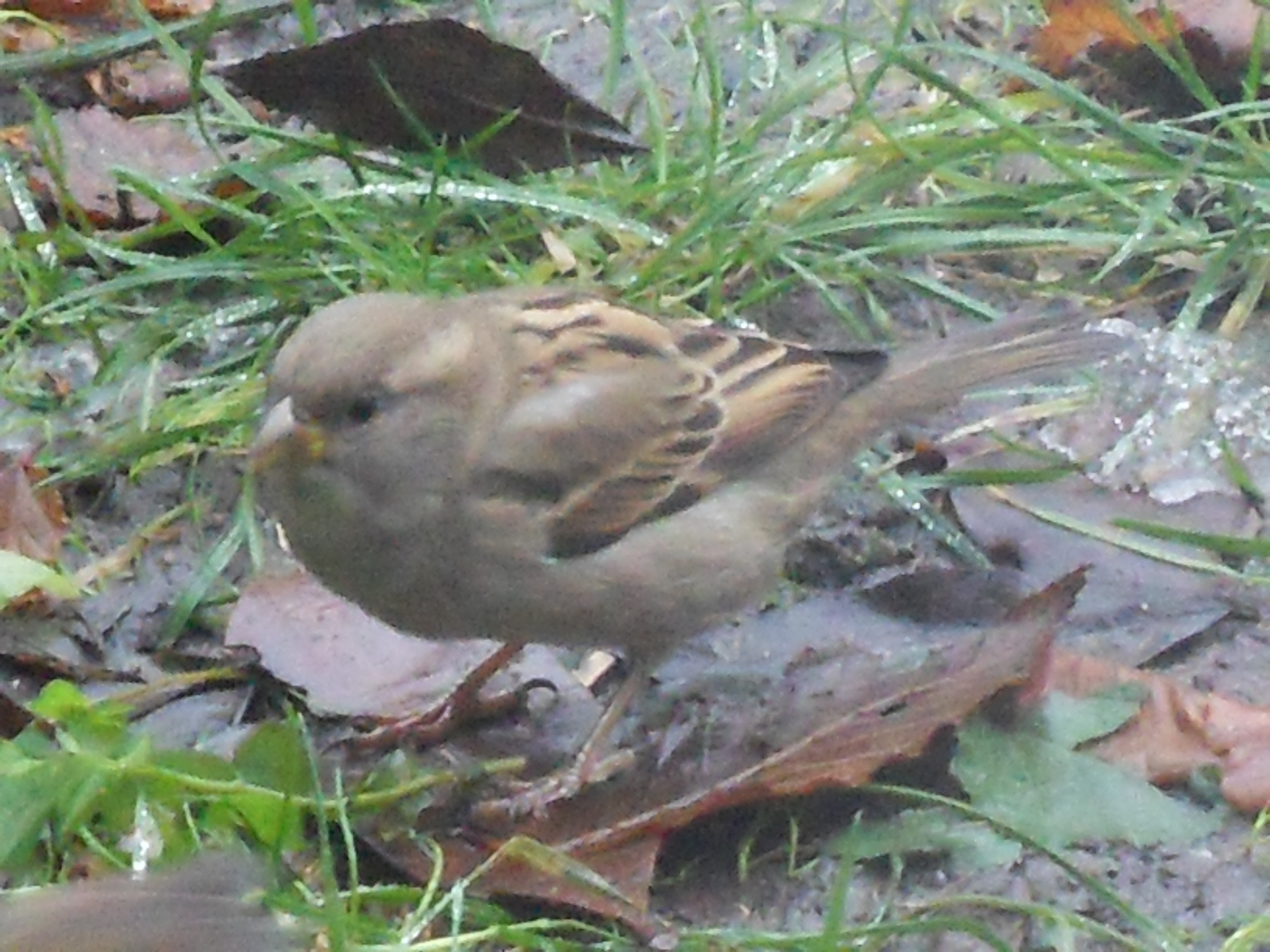 Image dieren/Tuinvogels-12-10-2010.071.jpg