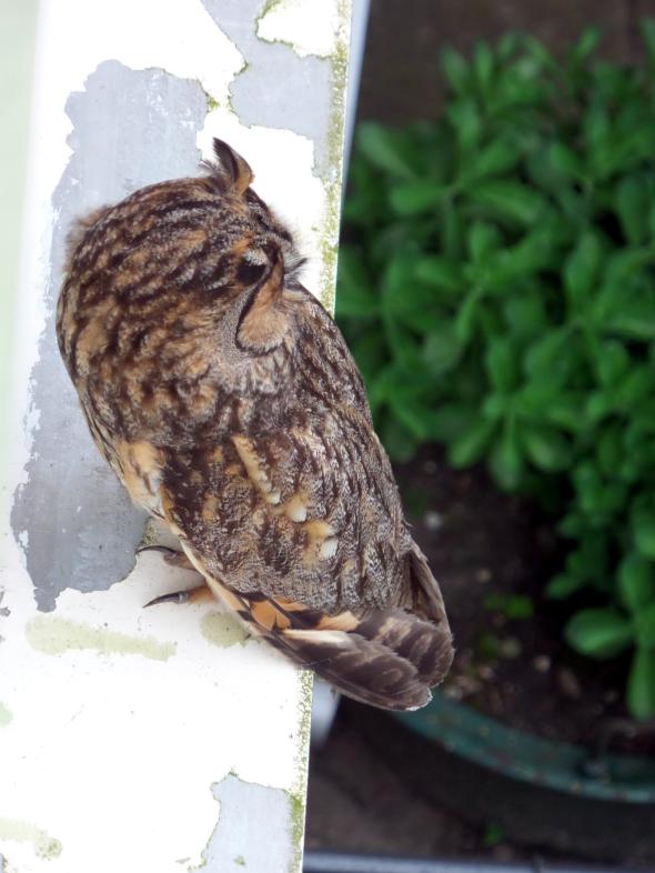 Image dieren/Uil-2016-05-22.001.jpg