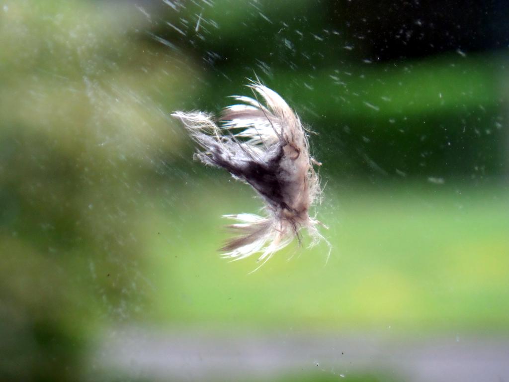 Image dieren/Uil-2016-05-22.006.jpg