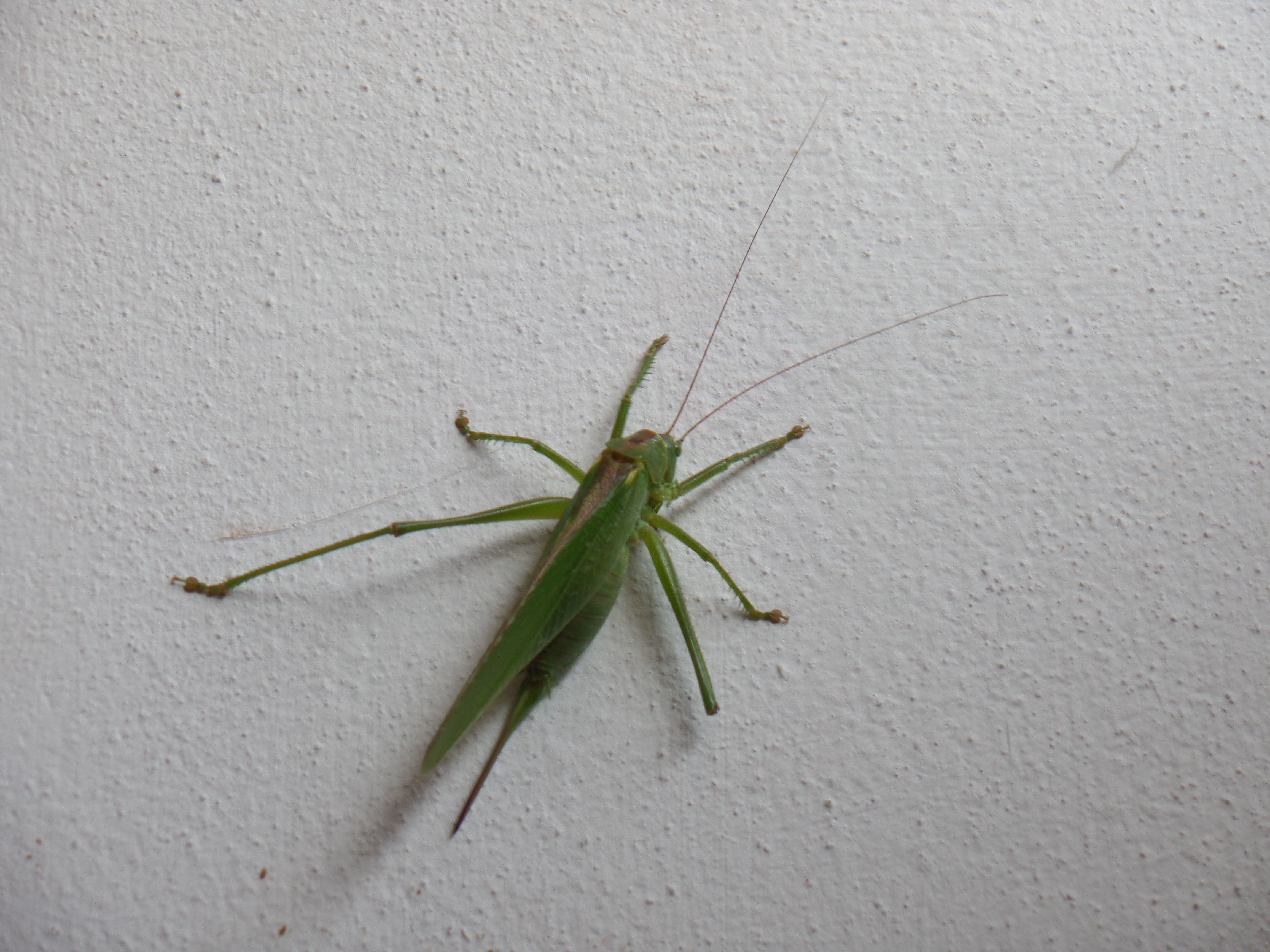 Image dieren/sprinkhaan-2014-08-02.009.jpg