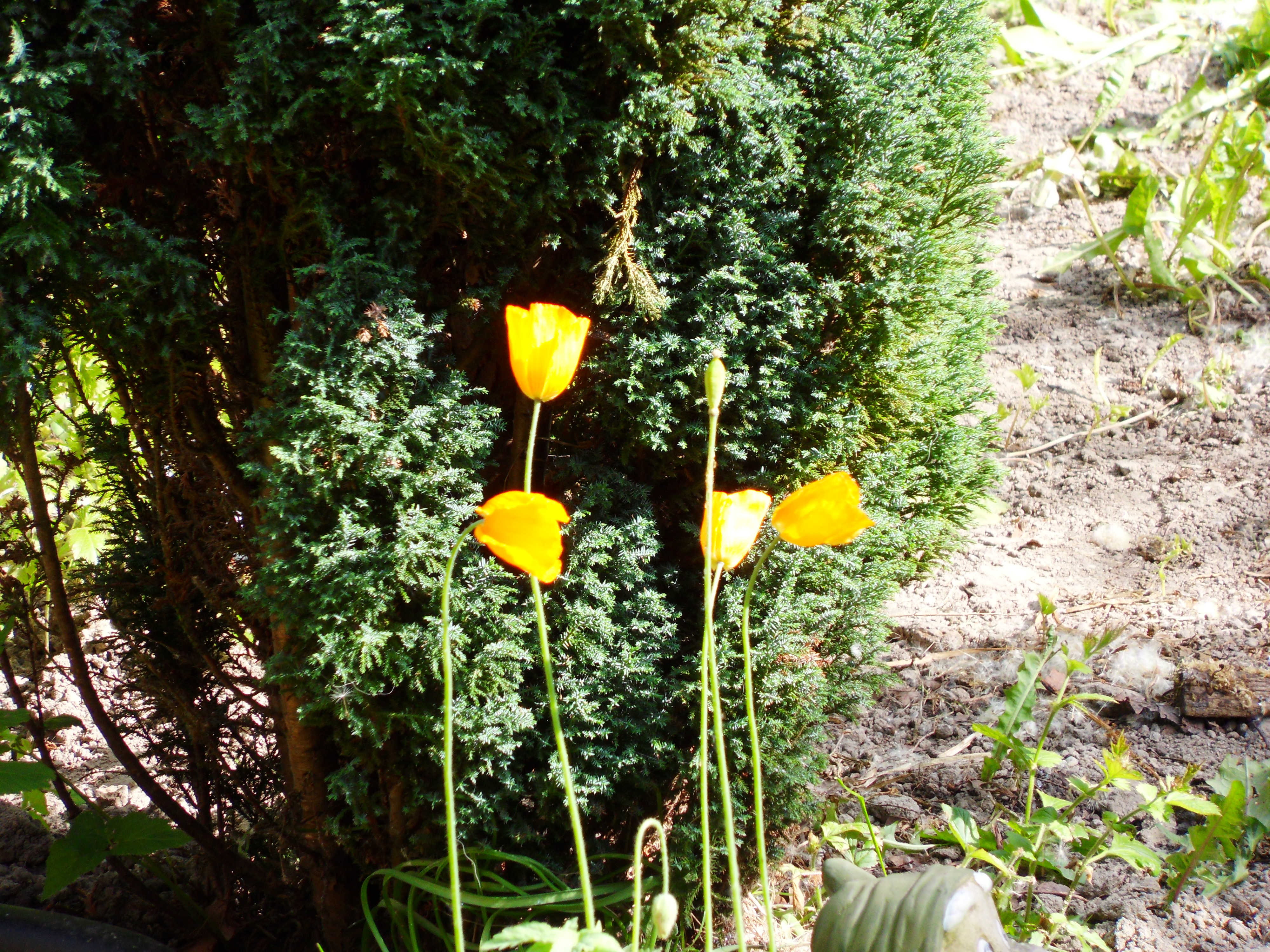 Image garden/Tuin-2010-05-22.034.jpg