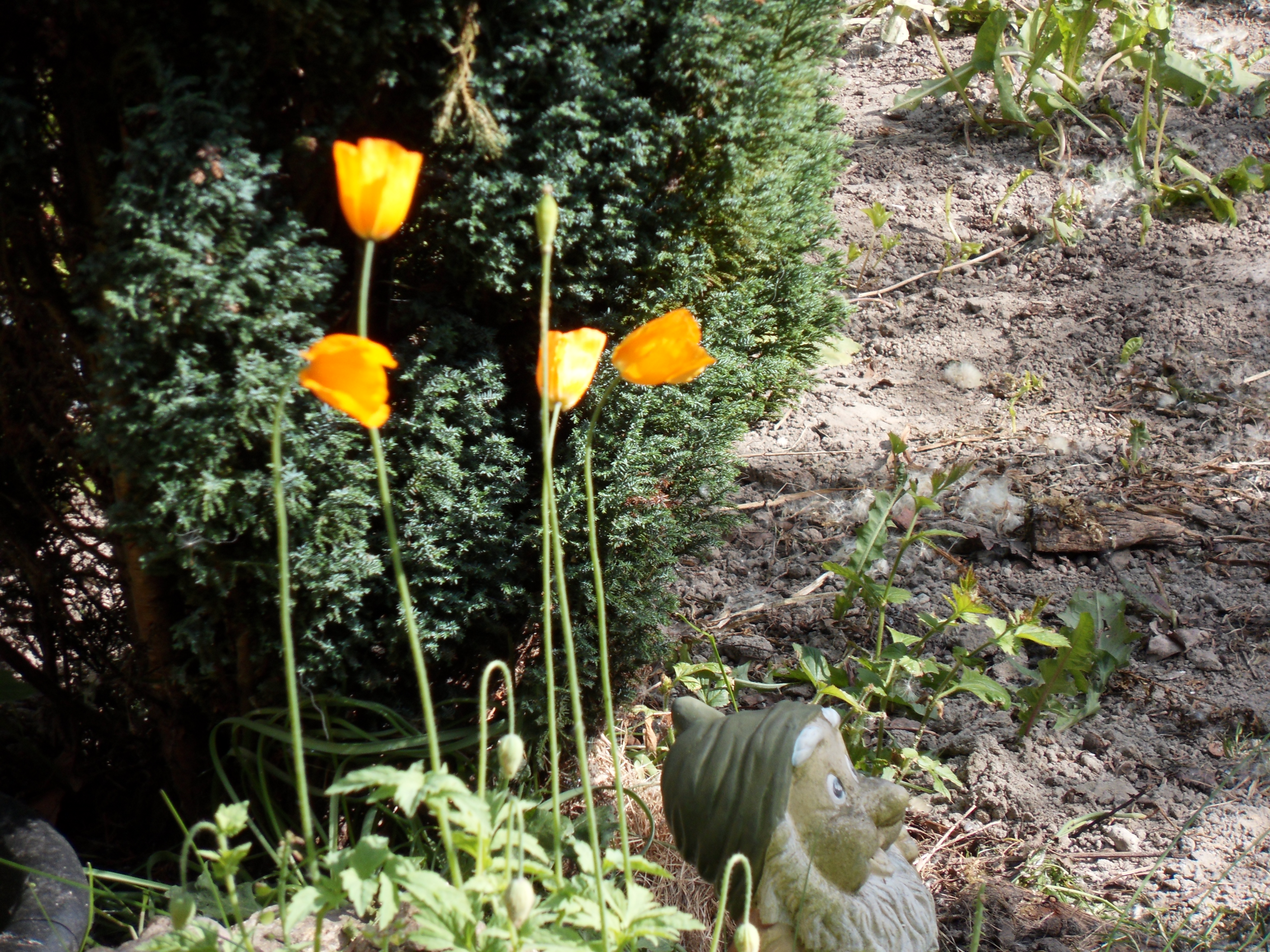 Image garden/Tuin-2010-05-22.040.jpg