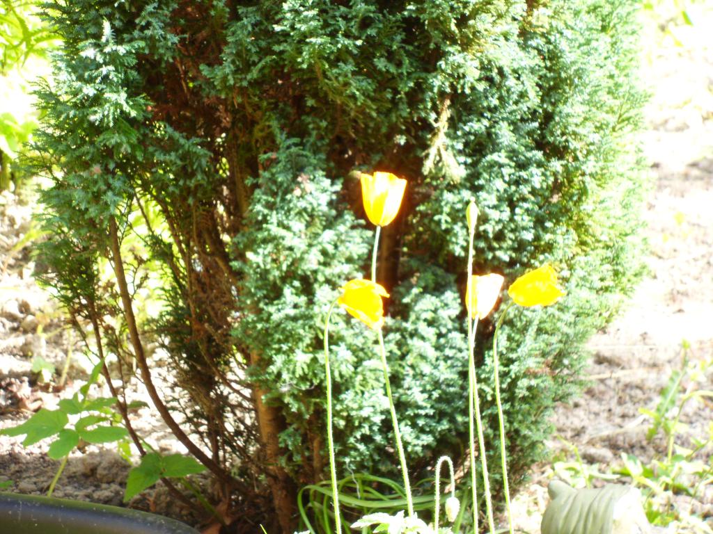 Image garden/Tuin-2010-05-22.043.jpg