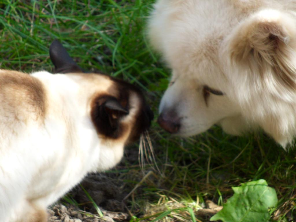 Image garden/Tuin-2010-05-22.078.jpg