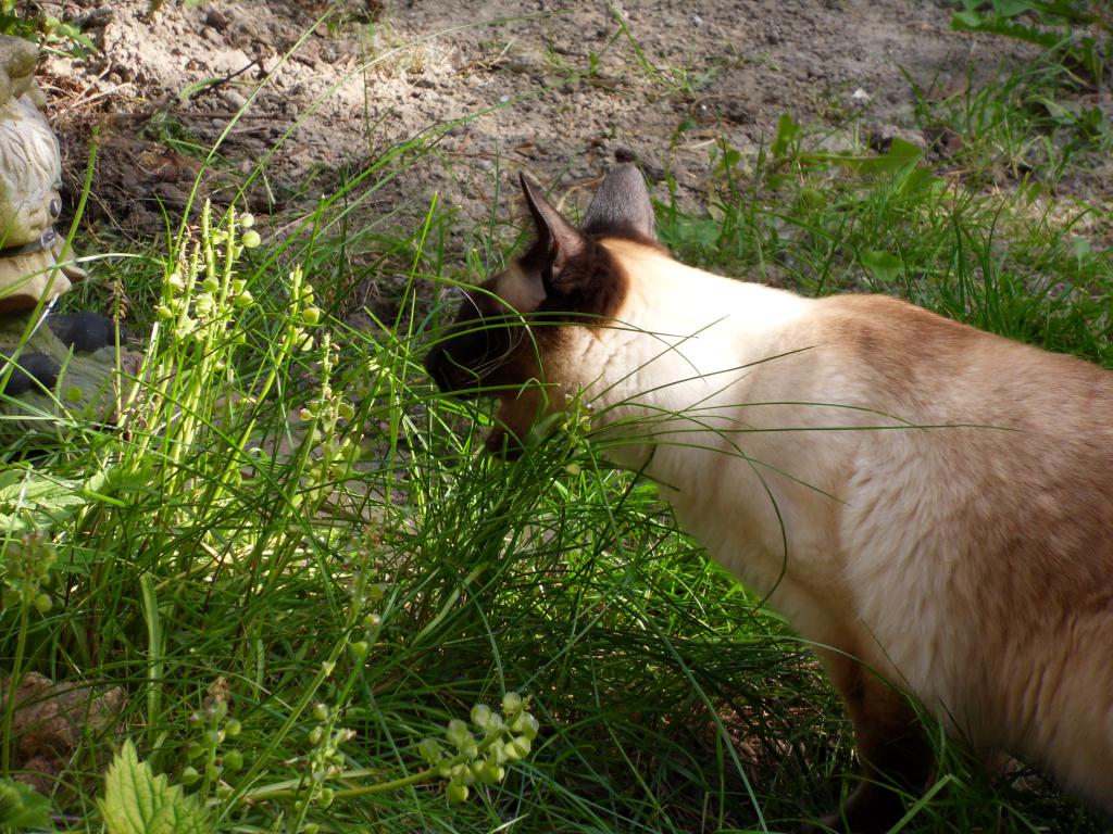 Image garden/Tuin-2010-05-22.087.jpg