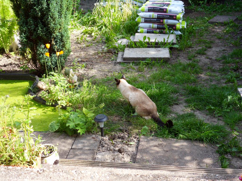 Image garden/Tuin-2010-05-22.094.jpg