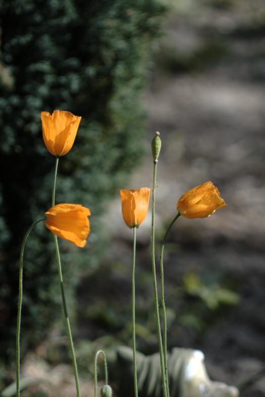 Image garden/Tuin-2010-05-22.097.jpg