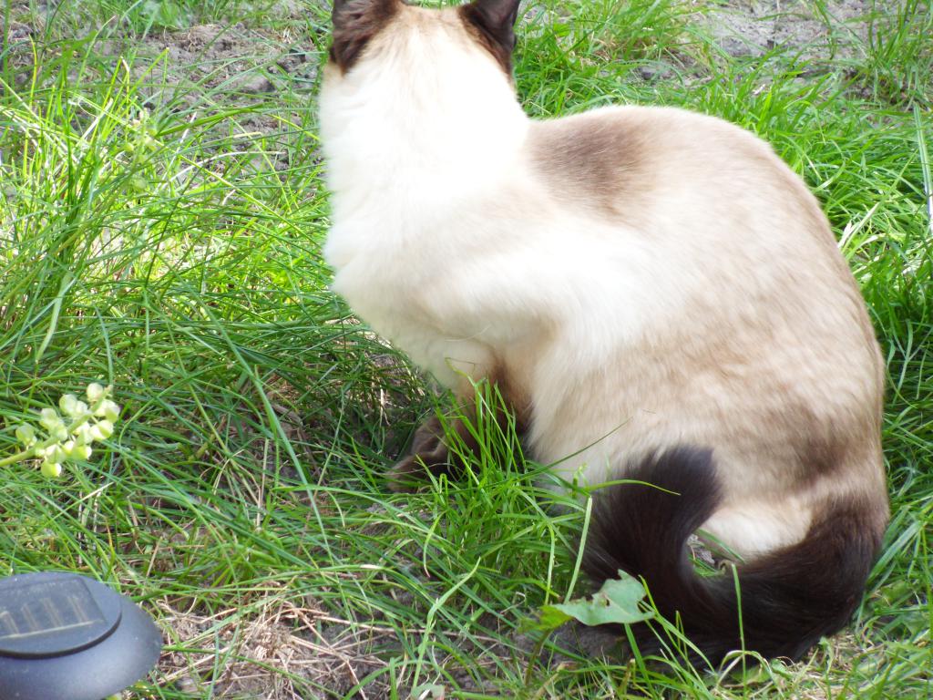 Image garden/Tuin-2010-05-22.105.jpg