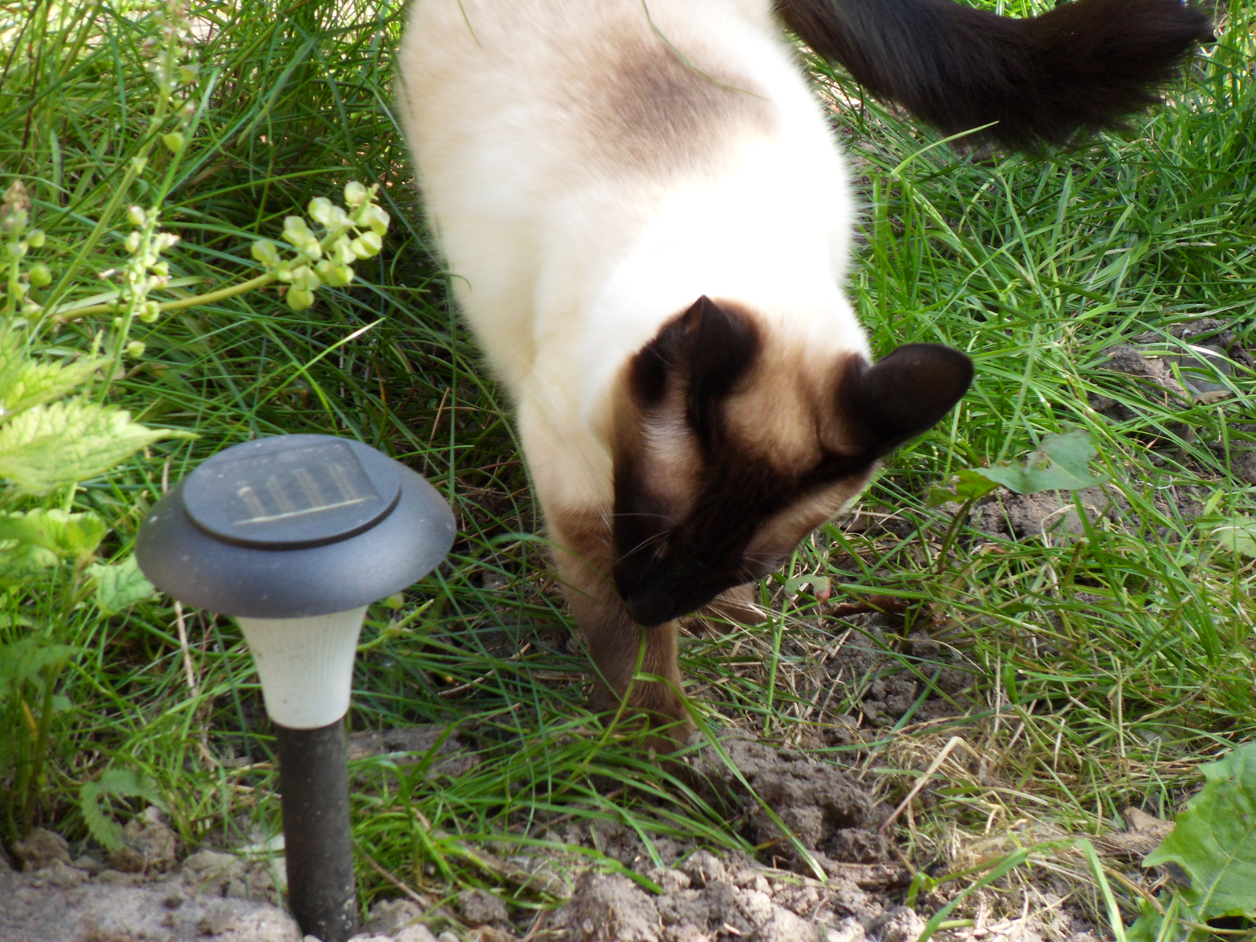 Image garden/Tuin-2010-05-22.111.jpg