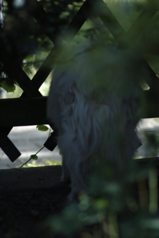 Image garden/Tuin-2010-05-22.114.jpg