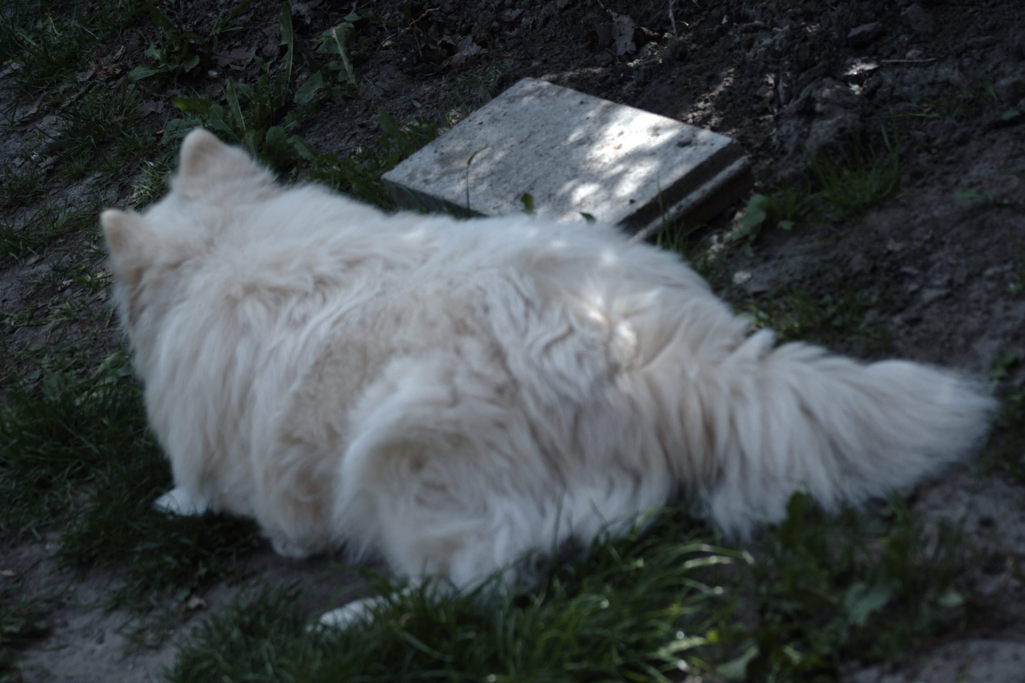 Image garden/Tuin-2010-05-22.124.jpg