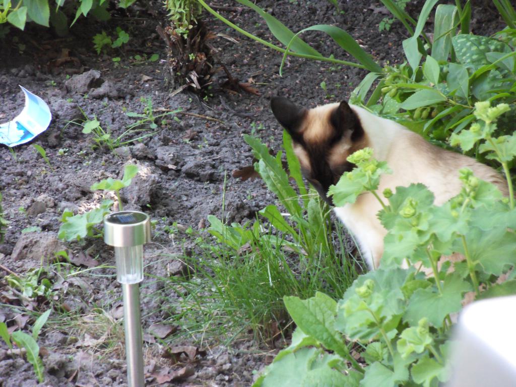 Image garden/Tuin-2010-05-22.149.jpg