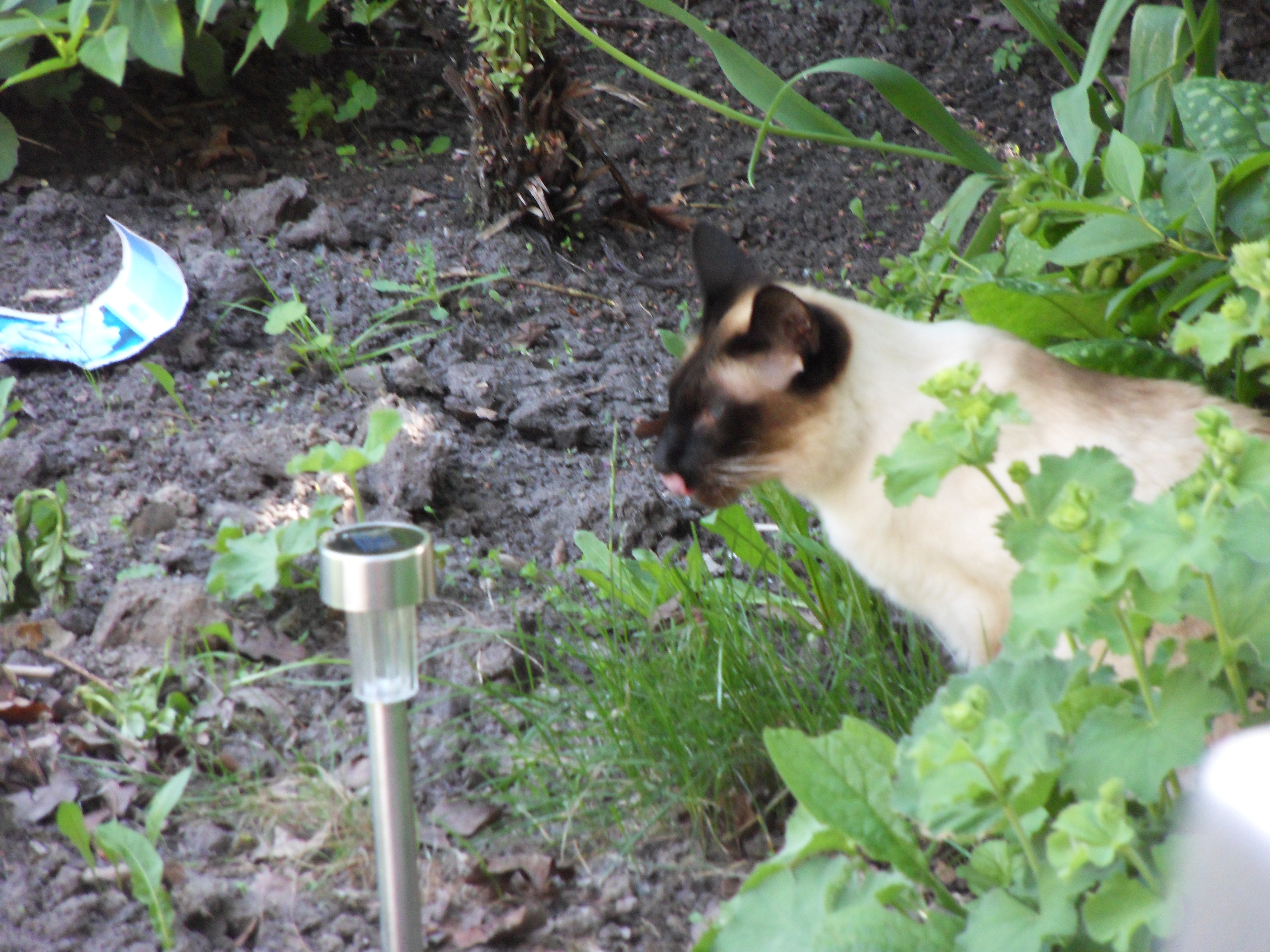 Image garden/Tuin-2010-05-22.150.jpg