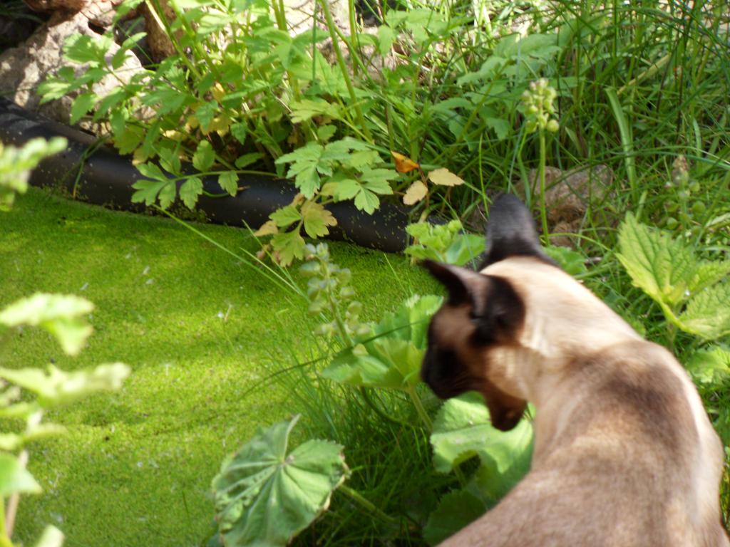 Image garden/Tuin-2010-05-22.152.jpg