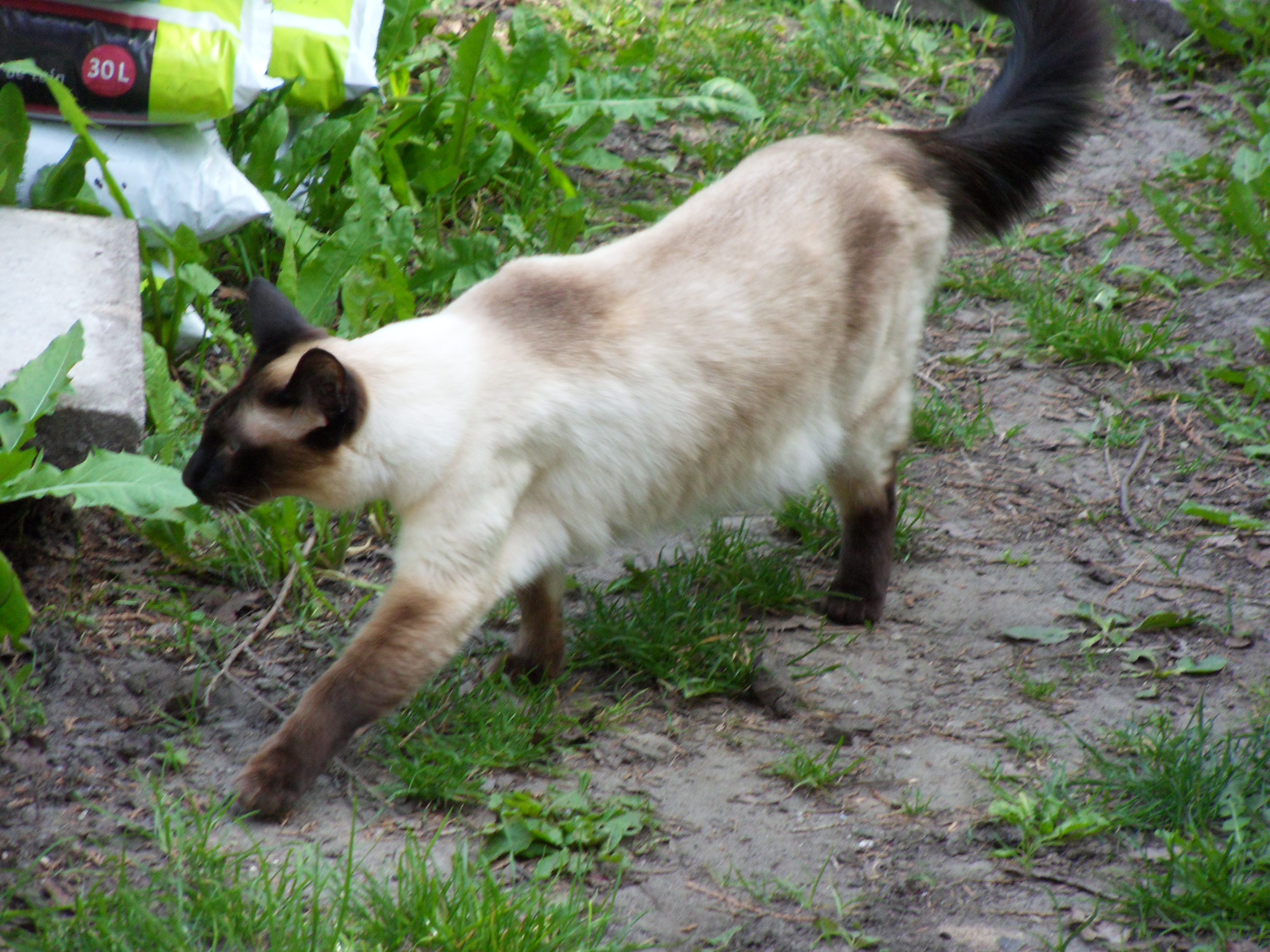 Image garden/Tuin-2010-05-22.156.jpg