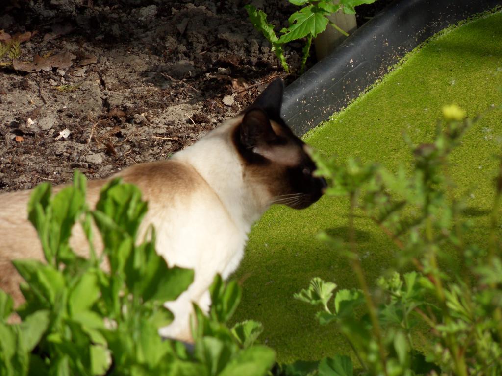 Image garden/Tuin-2010-05-22.167.jpg