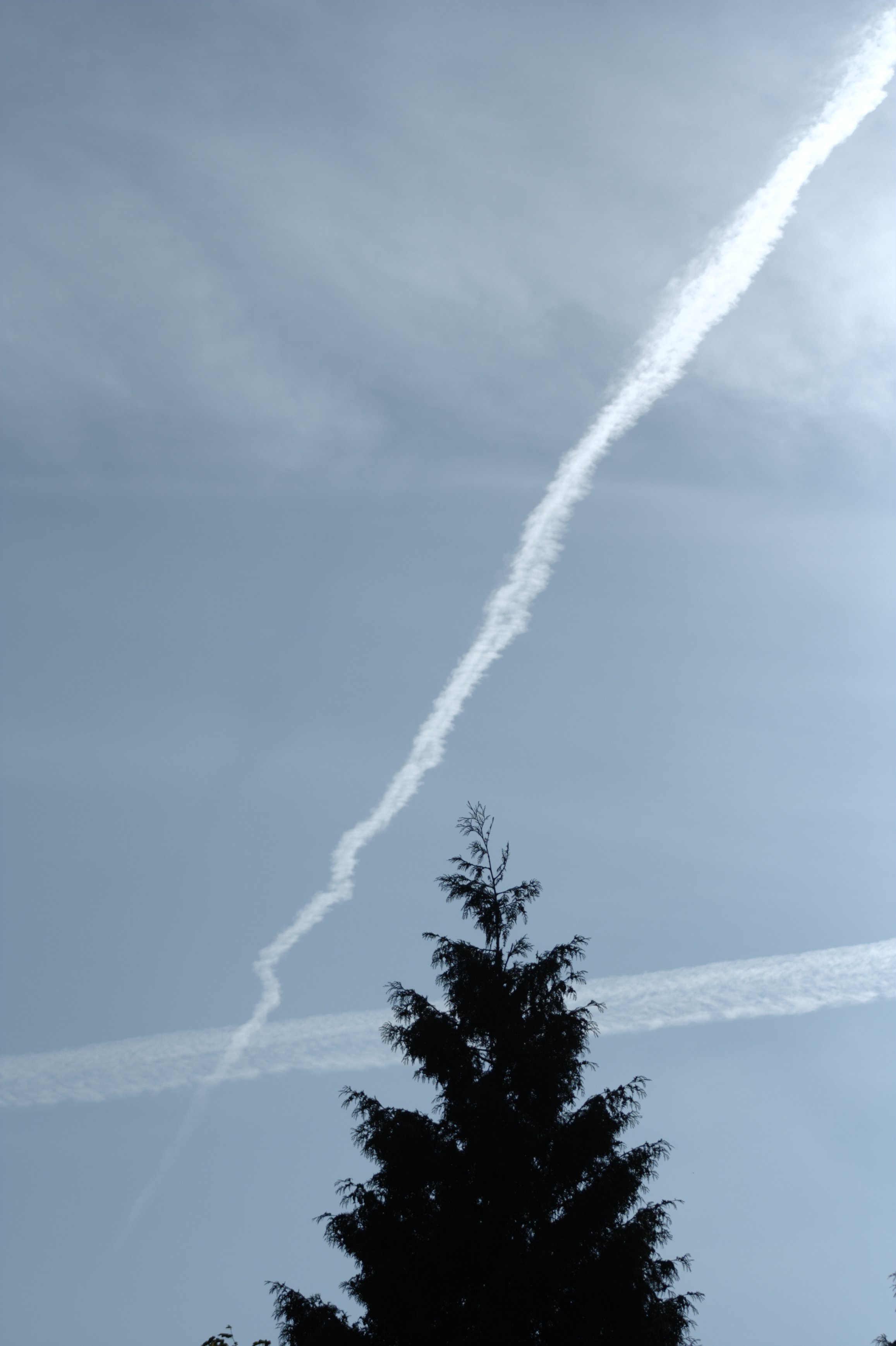 Image garden/Tuin-2010-05-22.199.jpg