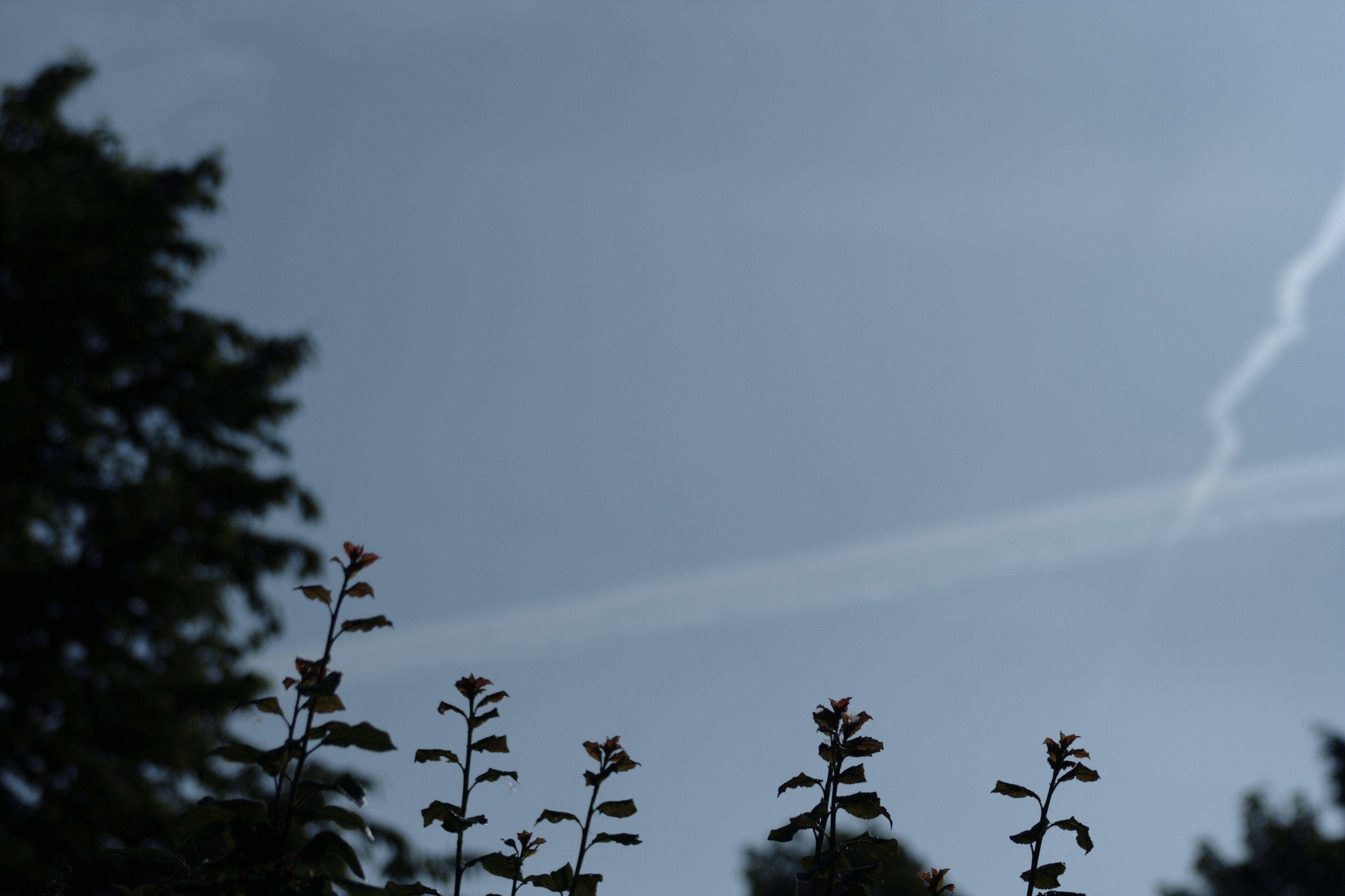 Image garden/Tuin-2010-05-22.200.jpg