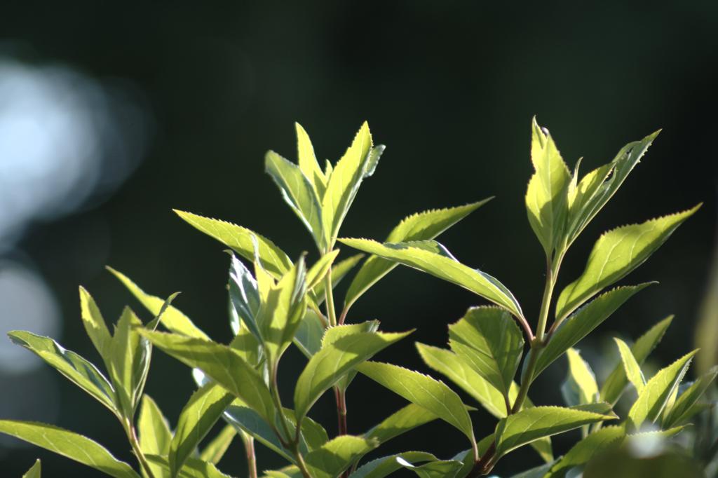 Image garden/Tuin-2010-05-22.209.jpg