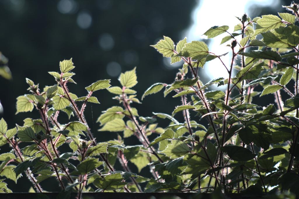 Image garden/Tuin-2010-05-22.214.jpg