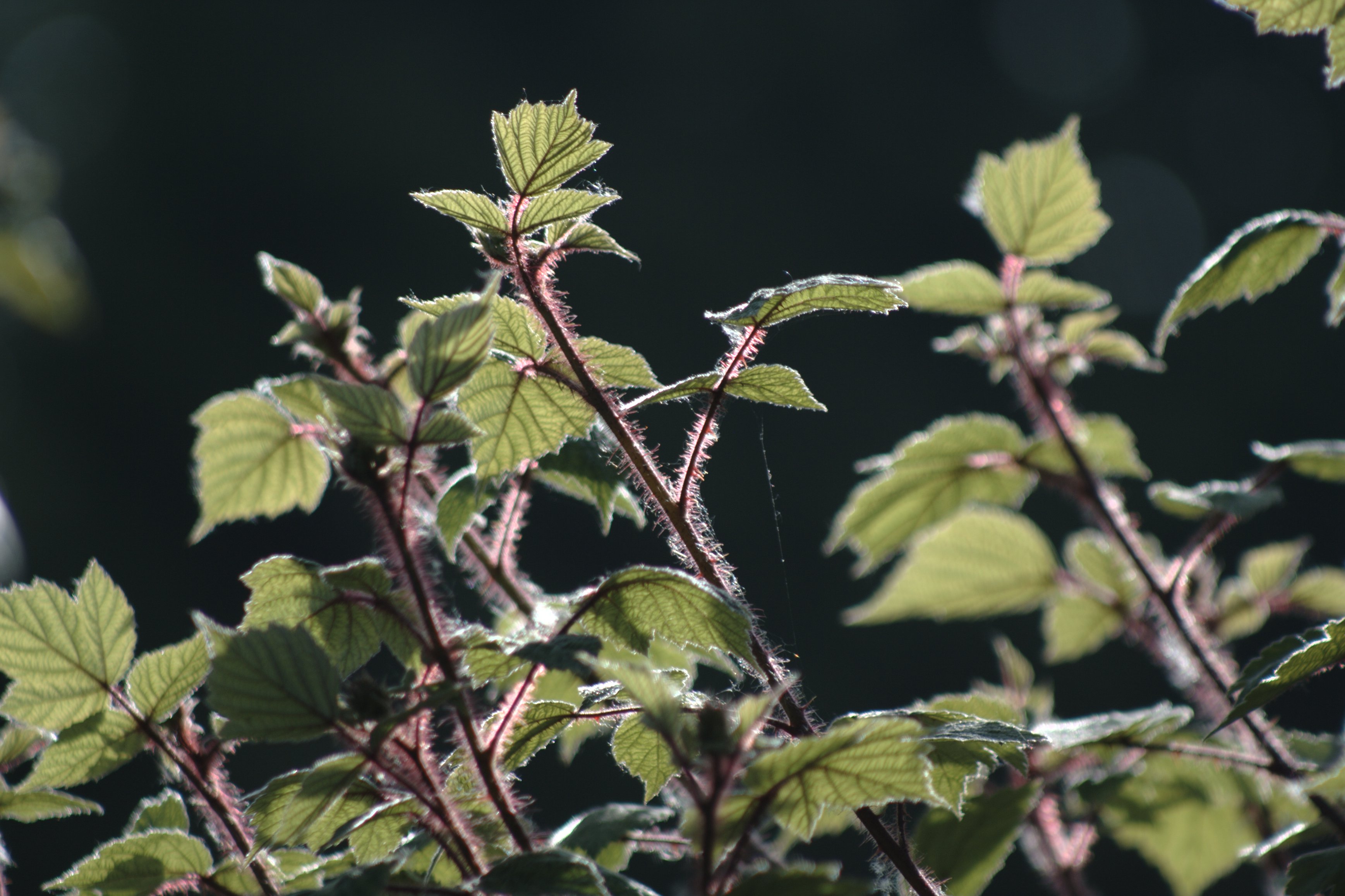 Image garden/Tuin-2010-05-22.215.jpg