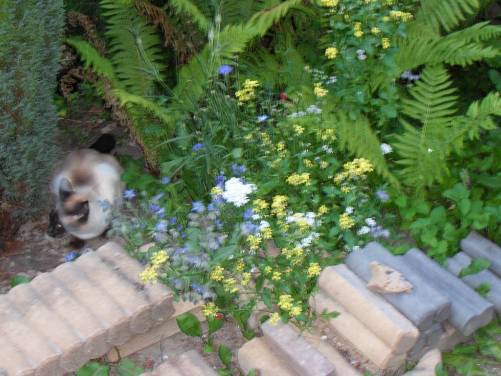 Image garden/Tuin-2010-07-03.008.jpg