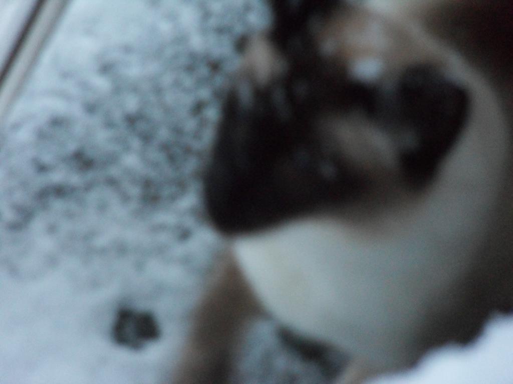 Image garden/Tuin-2010-12-17.013.jpg