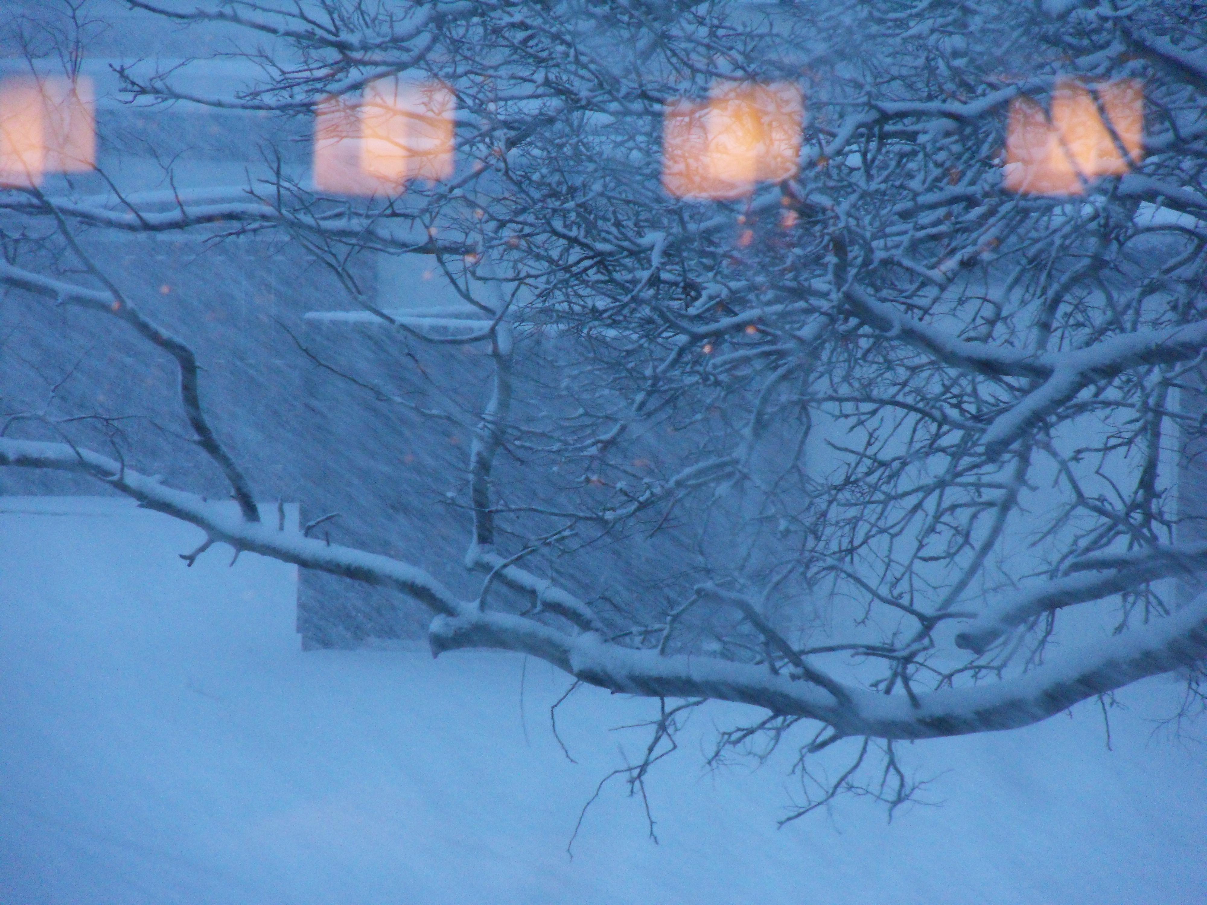 Image garden/Tuin-2010-12-17.021.jpg