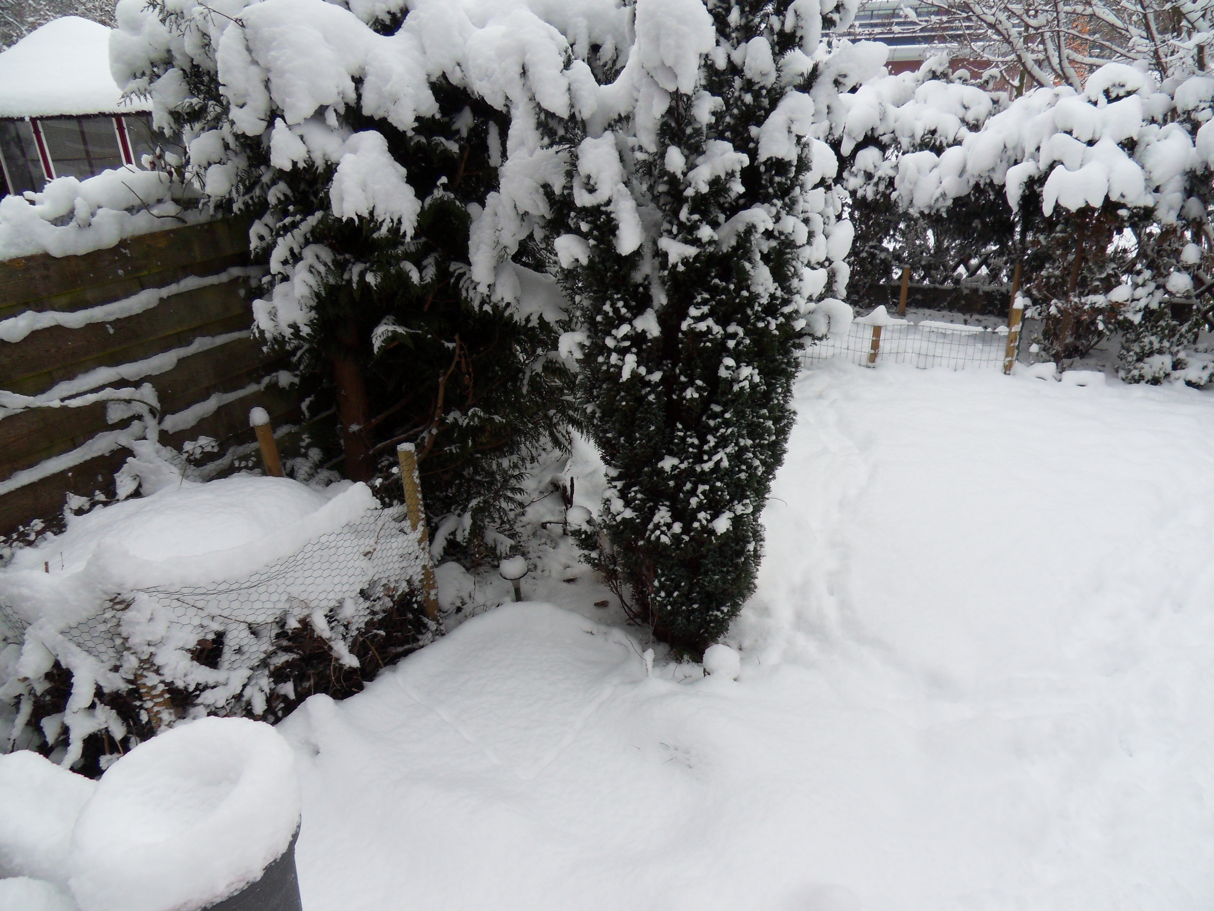 Image garden/Tuin-2010-12-19.000.jpg