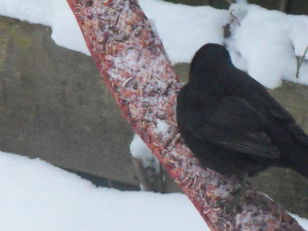 Image garden/Tuin-2010-12-19.010.jpg