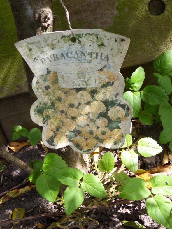 Image garden/Tuin-2011-04-10.011.jpg