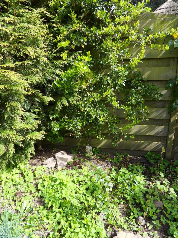 Image garden/Tuin-2011-04-10.013.jpg