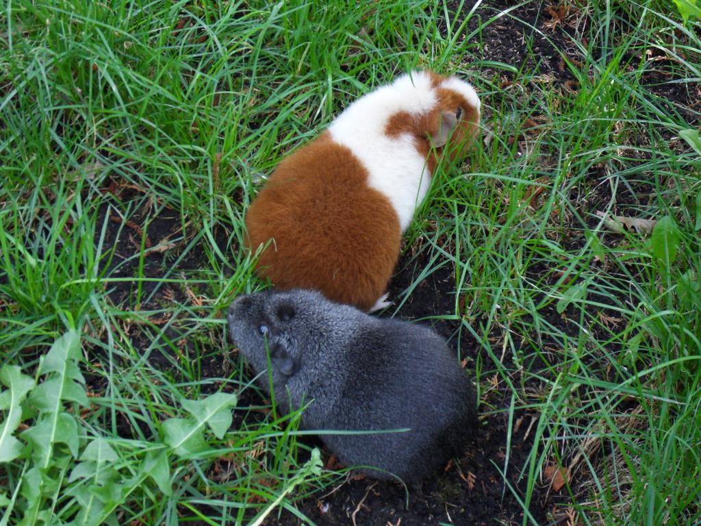 Image garden/Tuin-2011-04-10.020.jpg